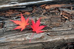 IMG_4533_84CLLgmtDW9c