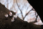 IMG_9828_G431l6m3cfWw