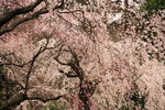 IMG_9903_CdFE67IoZWR1