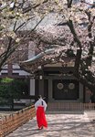 Sakura1