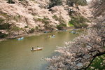 Sakura2