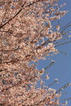 Sakura3