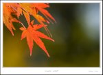 _MG_5049 ec