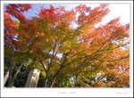 _MG_5081 e