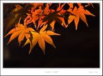 _MG_5224 ec