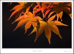 _MG_5233 ec