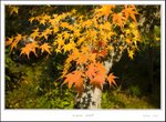 _MG_5311 ec