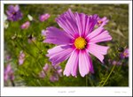 _MG_5359 e