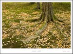 _MG_6013 ec