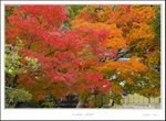 _MG_6646 e