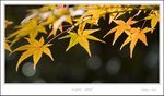_MG_6704 ec