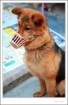 IMG_0232 e