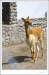 vicuna IMG_0178 e