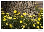 _MG_0253 e