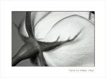 Frame_scan 273 es