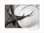 Frame_scan 274 es