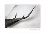Frame_scan 276 es