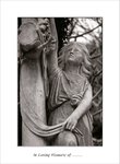 Frame_scan 242 e
