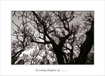 Frame_scan 269 e