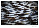 IMG_3142 e