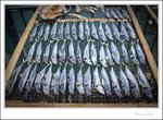 IMG_3144 e