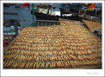 IMG_3160 ec