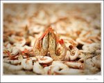 IMG_3194 ec