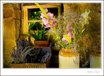 Lavendula - Lavender Farm _MG_2438 ec