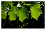 _MG_2483 ec