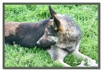 
The Best Dog Award 2005 goes to ......