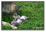 Frame_IMG_6620 eweb