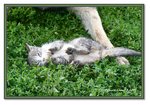 Frame_IMG_6623 eweb