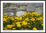 Frame__MG_3335 e