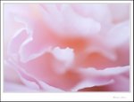 IMG_3093 e