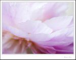 IMG_3096 e