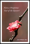 New Year Greeting