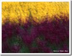 Frame_scan 290 c