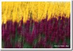 Frame_scan 291 c