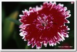 Frame_scan 324 c