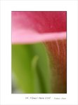 Frame_color_MG_0282 e