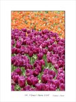 Frame_color_MG_0322 e