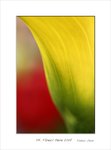Frame_color_MG_0369 e