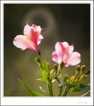 IMG_4431 ec