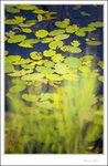 IMG_4446 e