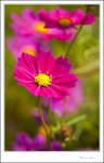 IMG_4473 ec