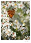IMG_4491 ec