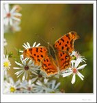 IMG_4500 ec