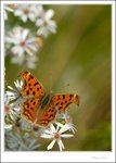 IMG_4502 ec