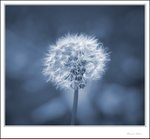 IMG_4509 ec blue