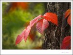 IMG_4525 ec